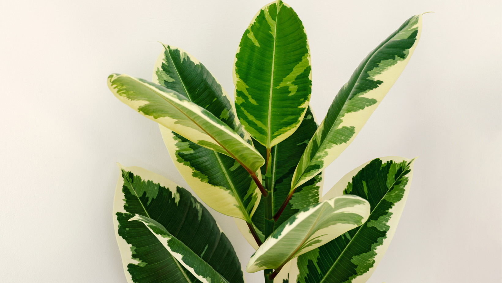 Ficus elastica tineke