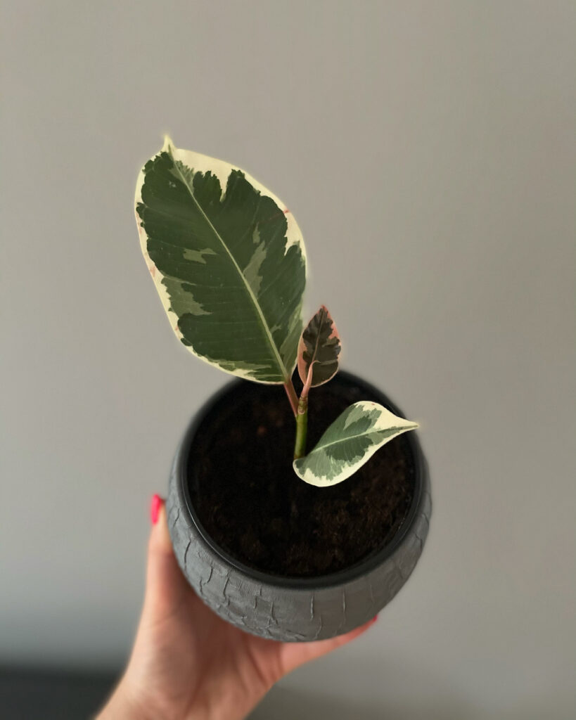 Ficus elastica tineke 