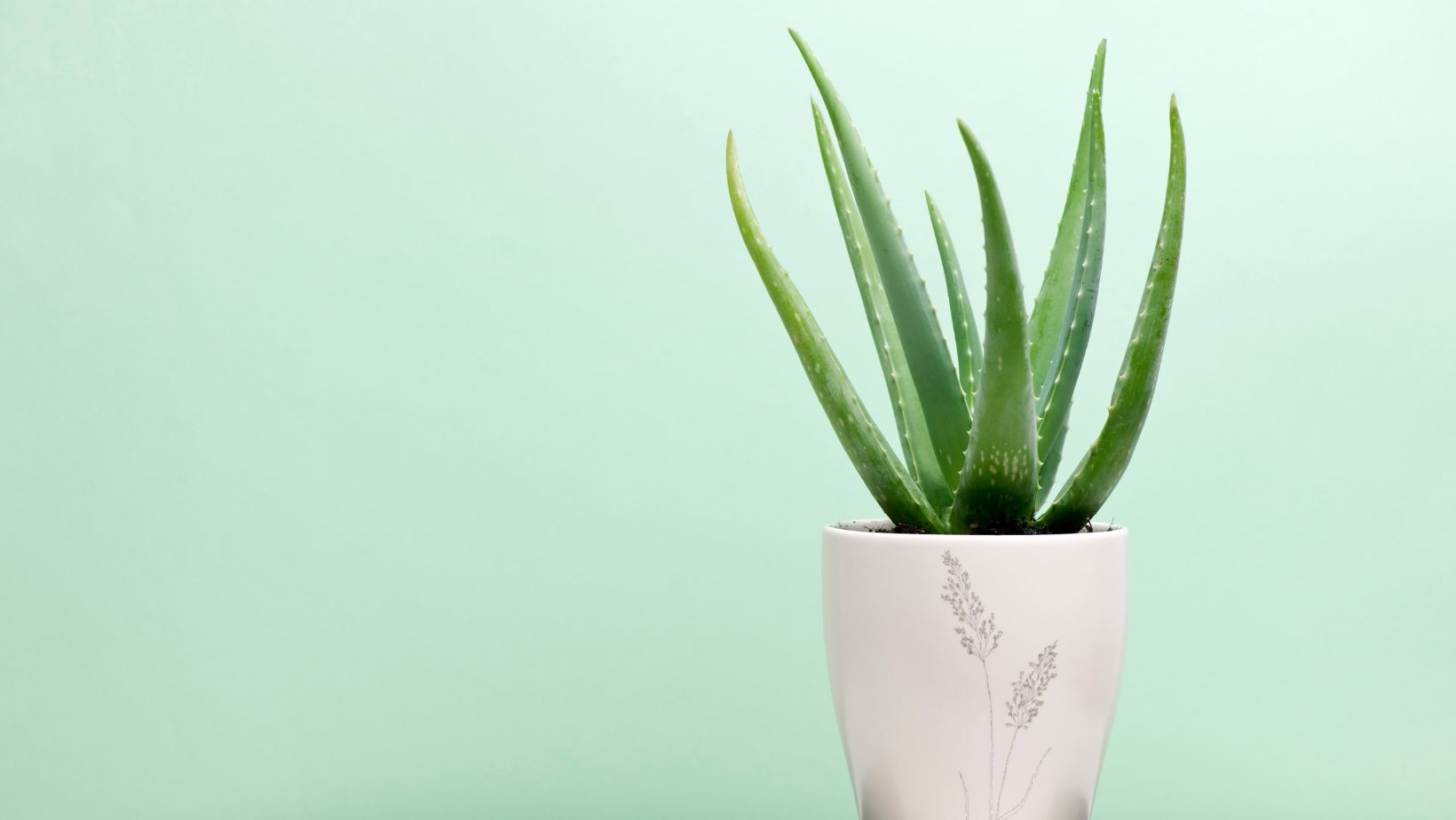 Aloe vera